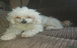 Poochon dogs for sale: Bambi and her mum Poppy need a new loving Family - Image 1