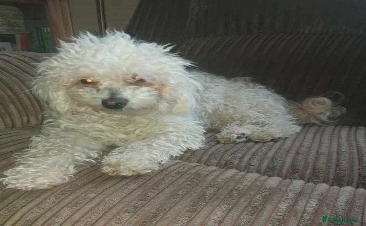 Poochon dogs - Advert 8