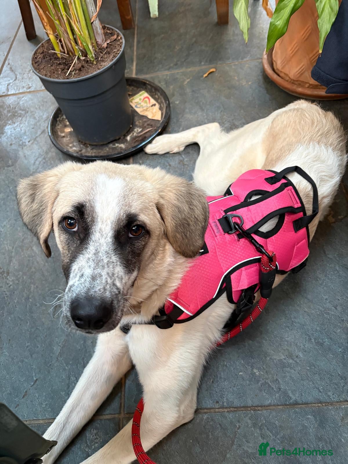 Mixed Breed dogs Amara: Beautiful Soul Seeking a Family to Love - Advert 1