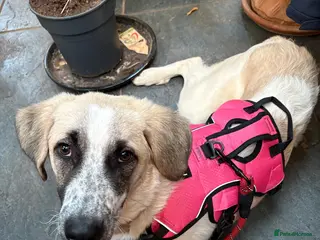 Mixed Breed dogs Amara: Beautiful Soul Seeking a Family to Love - Advert 1