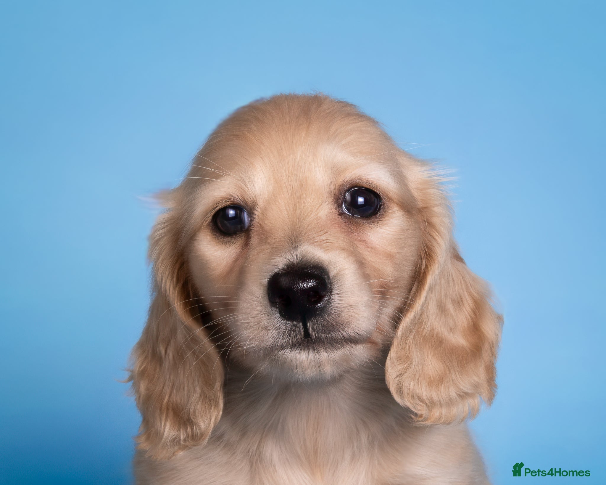 Miniature Dachshund dogs Cream Longhaired Miniature Dachshund - Advert 2