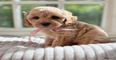 Cavapoo dogs - Advert 11