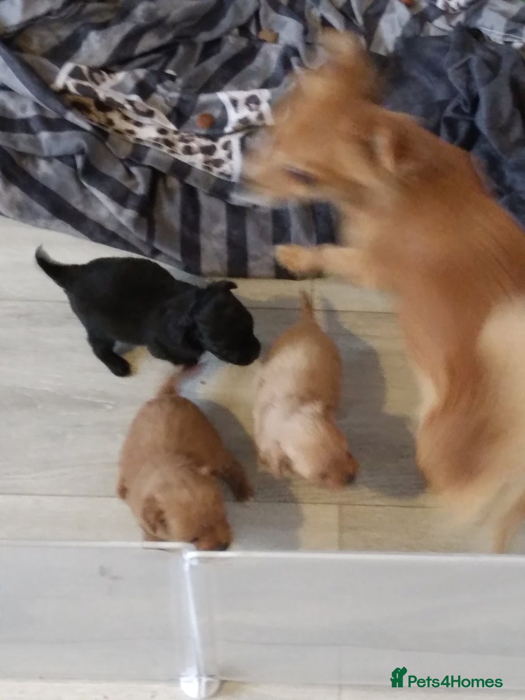 Mixed Breed dogs for sale: Beautiful  - Image 10