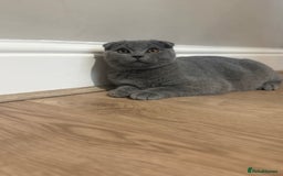 Scottish Fold cats for sale: Stunning Male lilac BSH & Grey Scottish Fold x BSH - Advert 15
