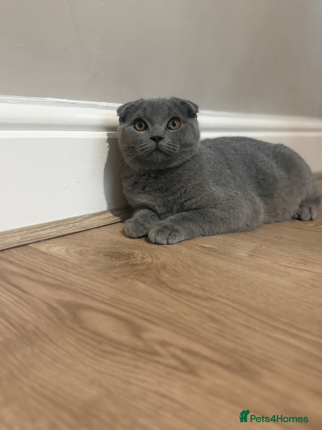 Scottish Fold cats for sale: Stunning Male lilac BSH & Grey Scottish Fold x BSH - Advert 15