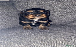 Cavapoo dogs for sale: Beautiful F1 cavapoos phantom 3 girls left 💜💖❤️ - Image 18