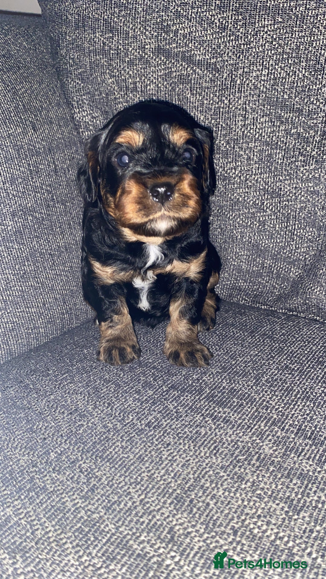 Cavapoo dogs for sale: Beautiful F1 cavapoos phantom 3 girls left 💜💖❤️ - Image 18