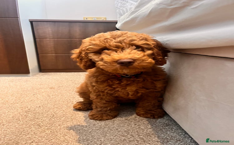 Cockapoo dogs - Advert 4