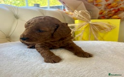 Cockapoo dogs for sale: 4⭐️Licensed F1b Cockapoos Exceptionally Bred - Image 29