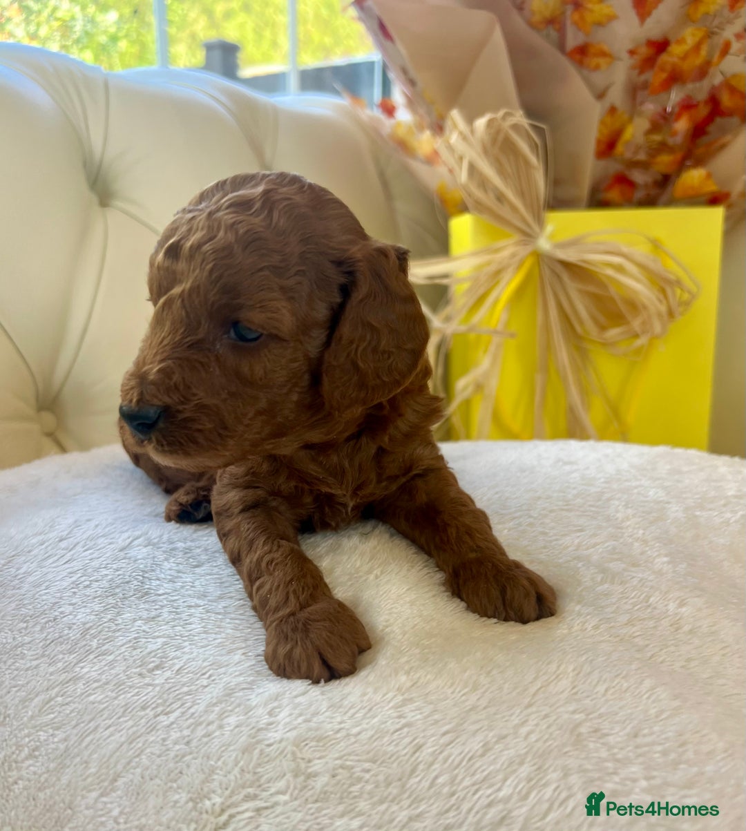 Cockapoo dogs for sale: 4⭐️Licensed F1b Cockapoos Exceptionally Bred - Image 29