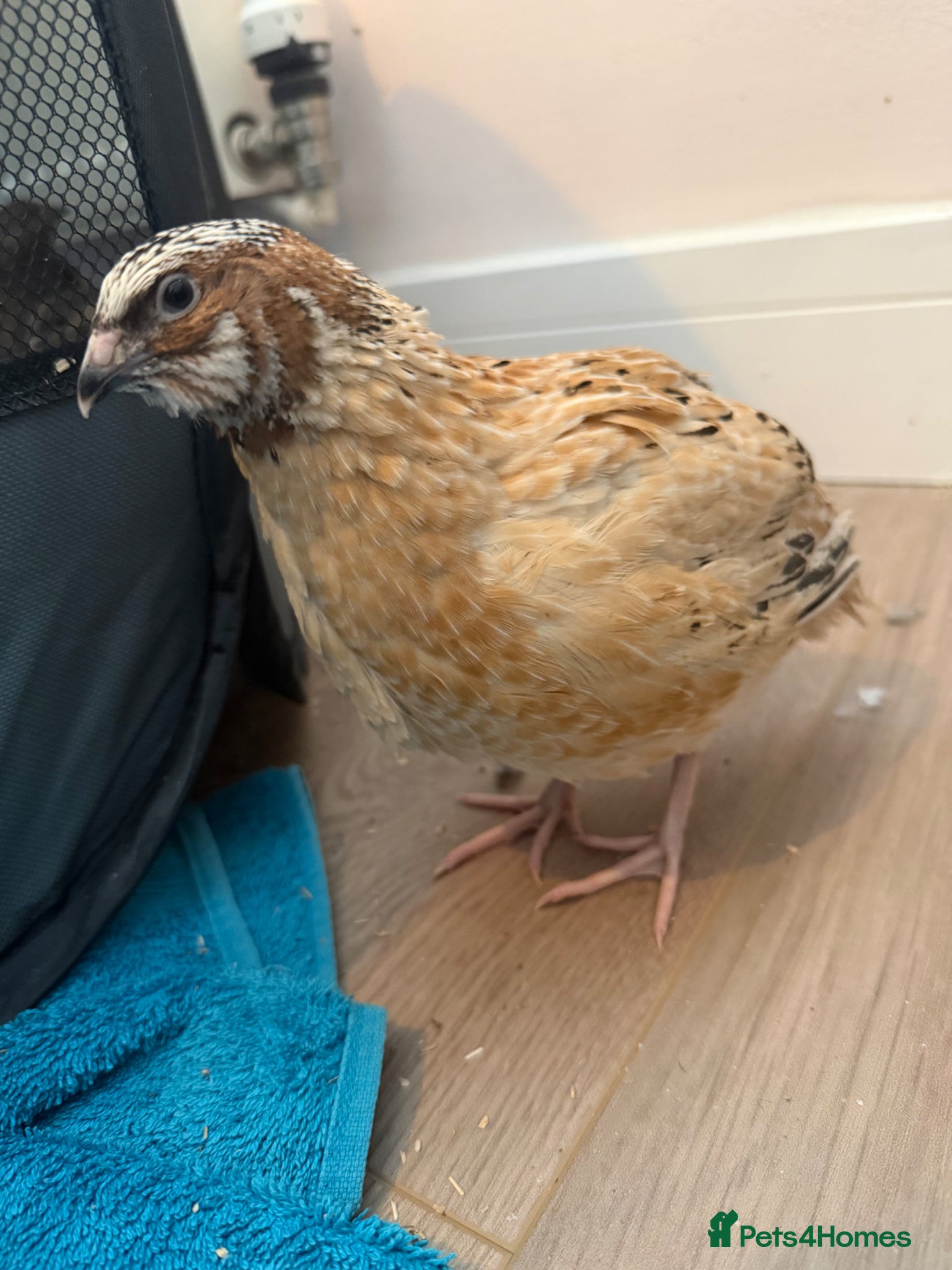 Quail poultry Coturnix/Japanise male Quail free - Advert 9