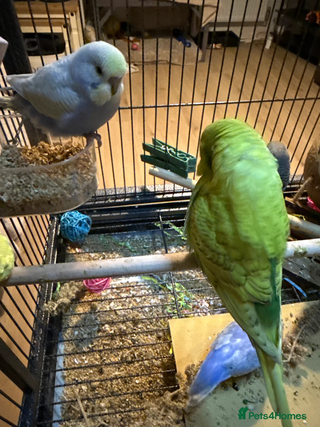 Budgerigars birds for sale: Bonded pair of 8 week old budgies  - Advert 5