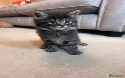 Ragdoll cats for sale: Ragdoll x kittens. Tabby and apricot and cream - Image 5