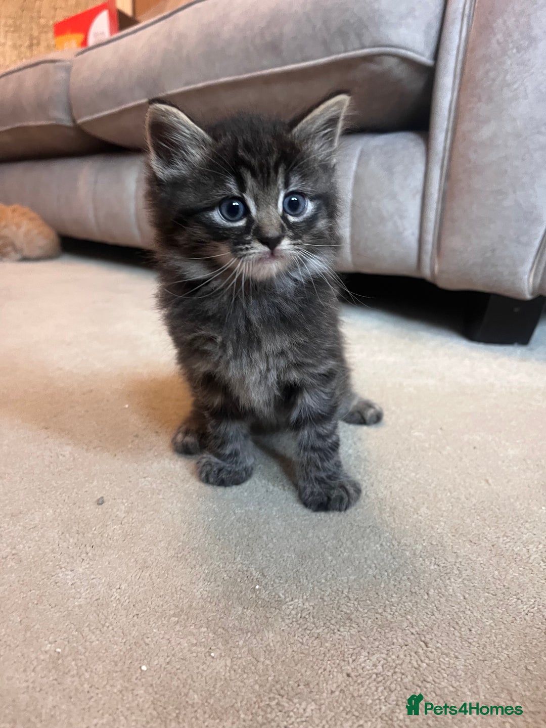 Ragdoll cats for sale: Ragdoll x kittens. Tabby and apricot and cream - Image 5