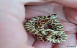 Gecko reptiles for sale: Crested Gecko Gargoyle &  Leachianus Gecko  in Wigston - Image 11