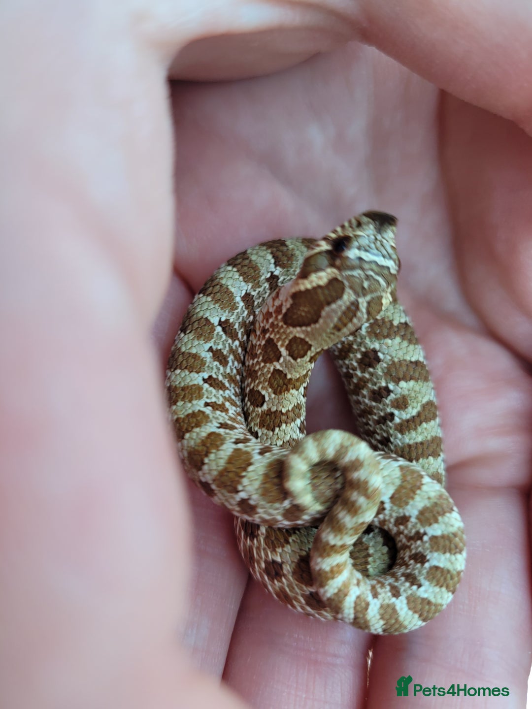 Gecko reptiles for sale: Crested Gecko Gargoyle &  Leachianus Gecko  in Wigston - Image 11