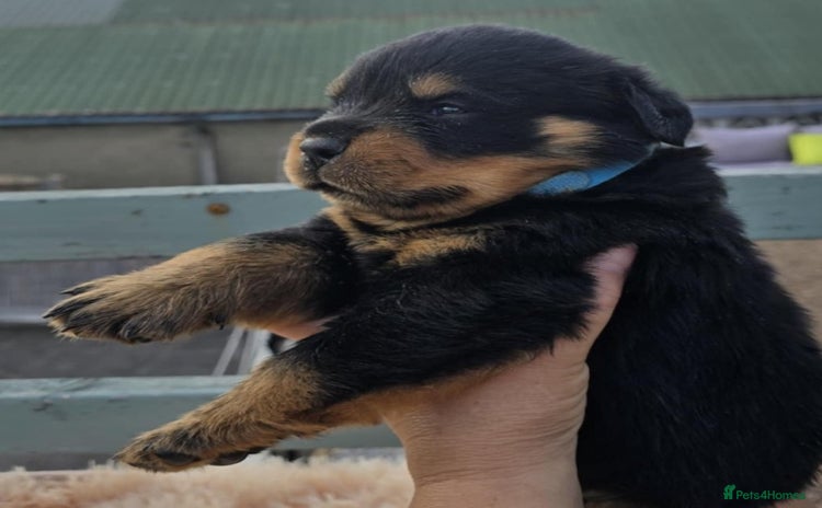 Rottweiler dogs - Advert 1