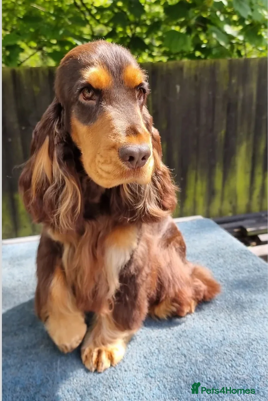 Cocker Spaniel dogs for sale: Show Cocker Spaniel - Advert 11