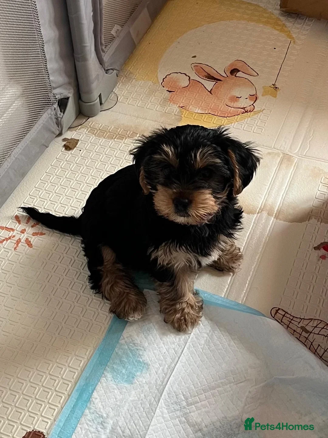 Yorkshire Terrier dogs for sale: READY NOW..PEDIGREE YORKSHIRE TERRIER FOR SALE - Advert 31