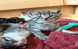 British Shorthair cats for sale: 11 SHORTHAIRED AND LONGHAIRED KITTENS - Image 19