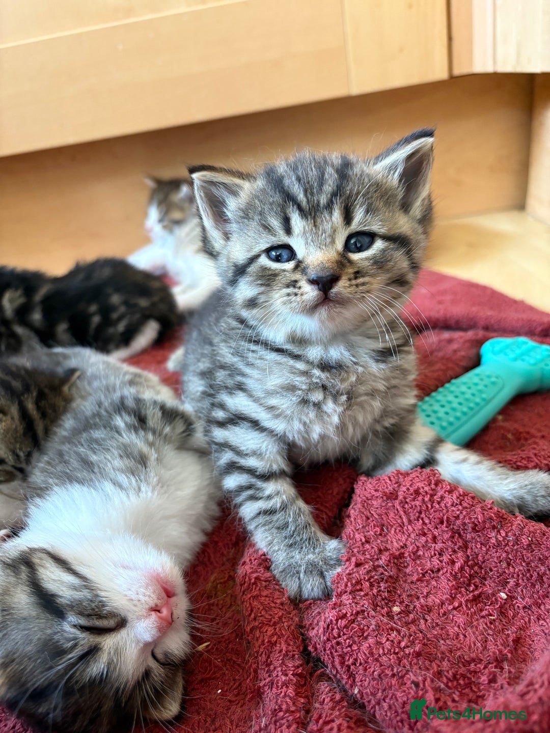 British Shorthair cats for sale: 11 SHORTHAIRED AND LONGHAIRED KITTENS - Image 19