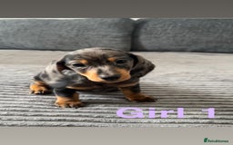 Miniature Dachshund dogs for sale: BEAUTIFUL MINIATURE DACHSHUND PUPPIES ! - Image 1