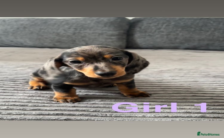 Miniature Dachshund dogs - Advert 12