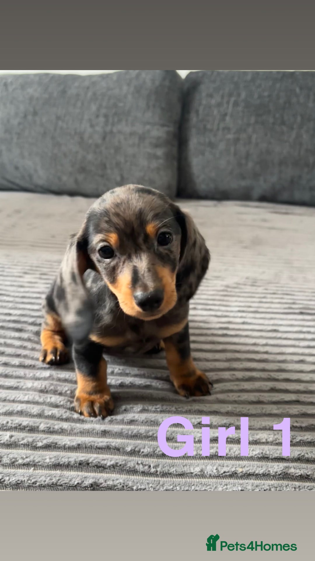 Miniature Dachshund dogs for sale: BEAUTIFUL MINIATURE DACHSHUND PUPPIES ! - Image 1