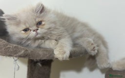 Persian cats for sale: Pedigree Persian female kittens for sale - Image 12