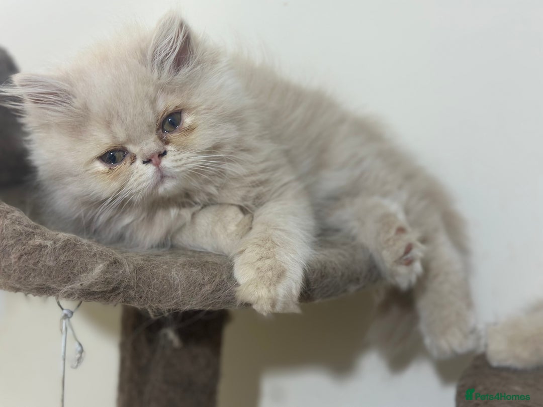 Persian cats for sale: Pedigree Persian female kittens for sale - Image 12