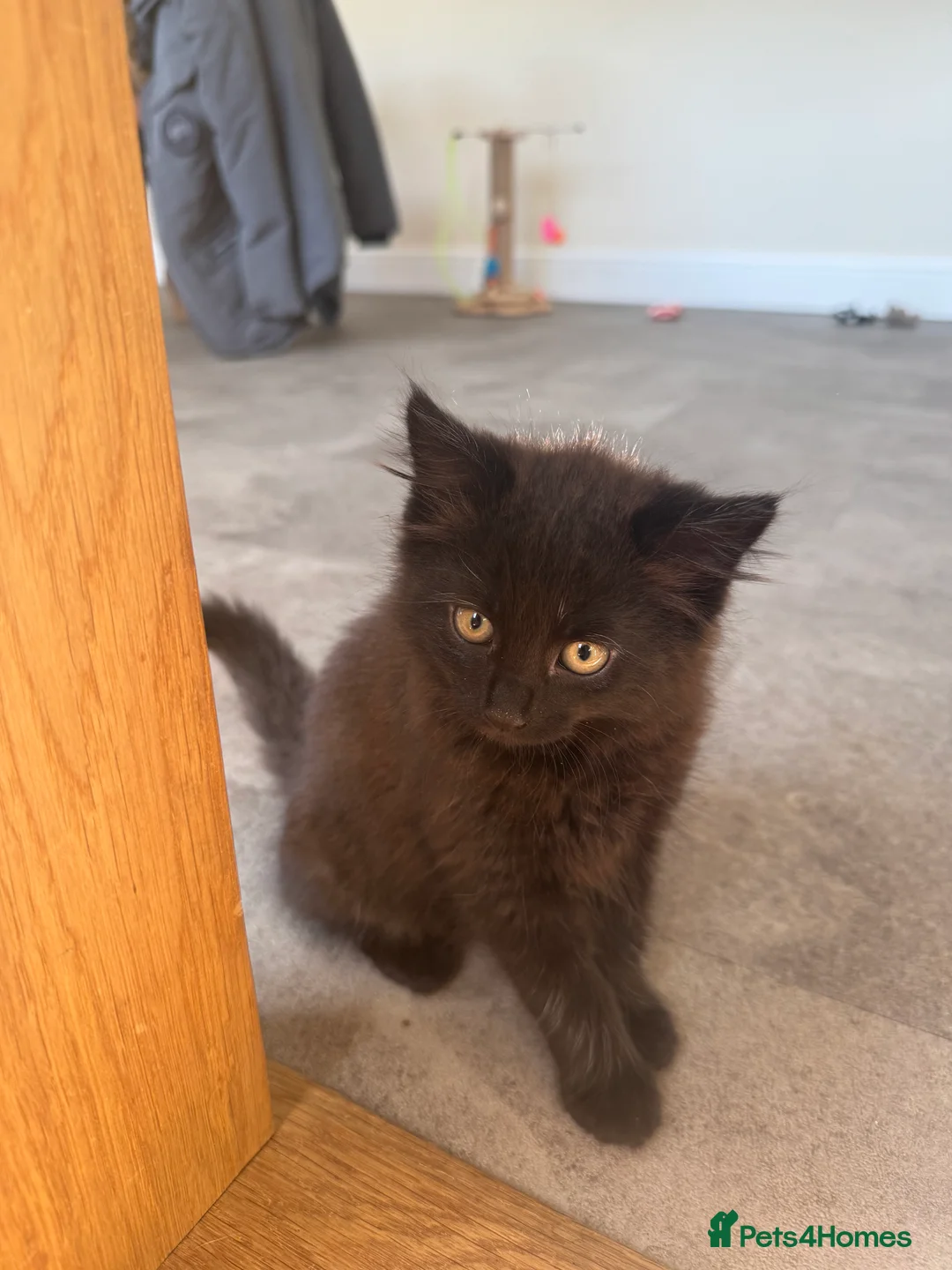 Mixed Breed cats for sale: Kittens - Advert 2