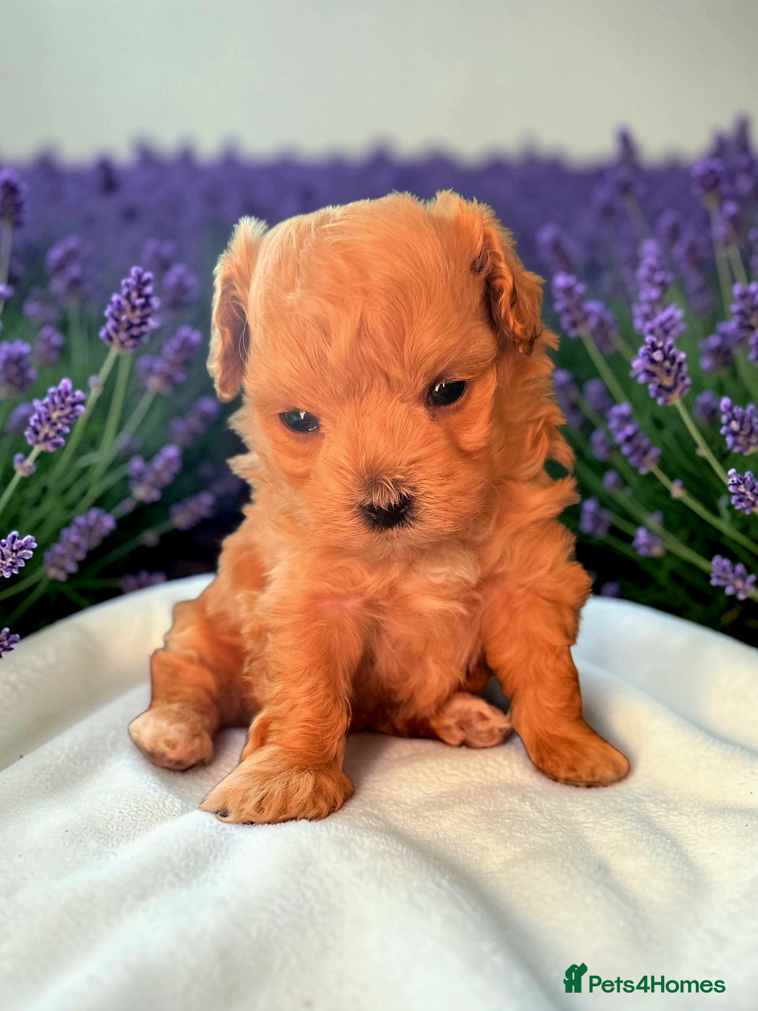 Maltipoo dogs Beautiful F1 maltipoo looking forever home ❤️🐶 - Advert 4