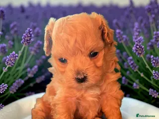 Maltipoo dogs Beautiful F1 maltipoo looking forever home ❤️🐶 - Advert 4