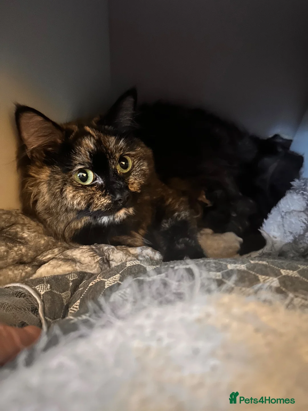 Ragdoll cats for sale: ragdoll X calico kiiten  - Advert 2