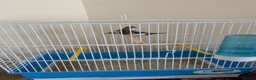 Finches birds for sale: Pair of bengalese finches - Advert 2
