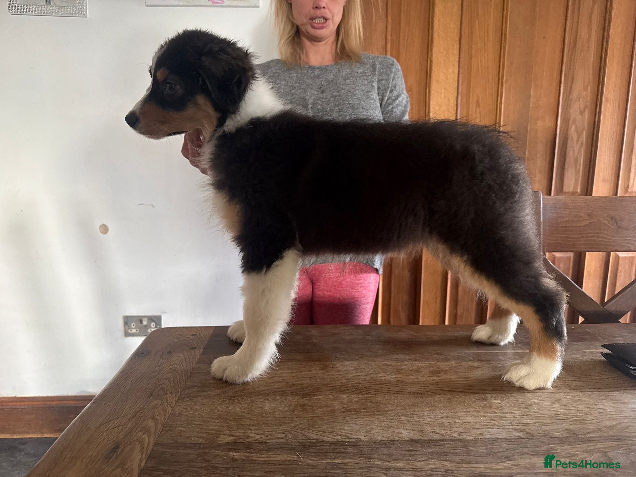 Australian Shepherd dogs Fully health tested KC registered Aussie shepherd - Advert 4