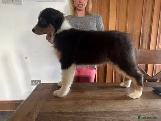 Australian Shepherd dogs Fully health tested KC registered Aussie shepherd - Advert 4