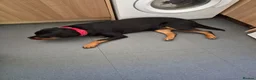Rottweiler dogs for sale: Rottweiler  in Wrexham - Advert 6