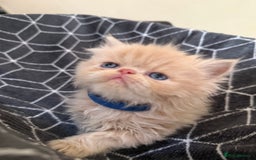 Persian cats for sale: GCCF show quality Persian kittens  - Image 8