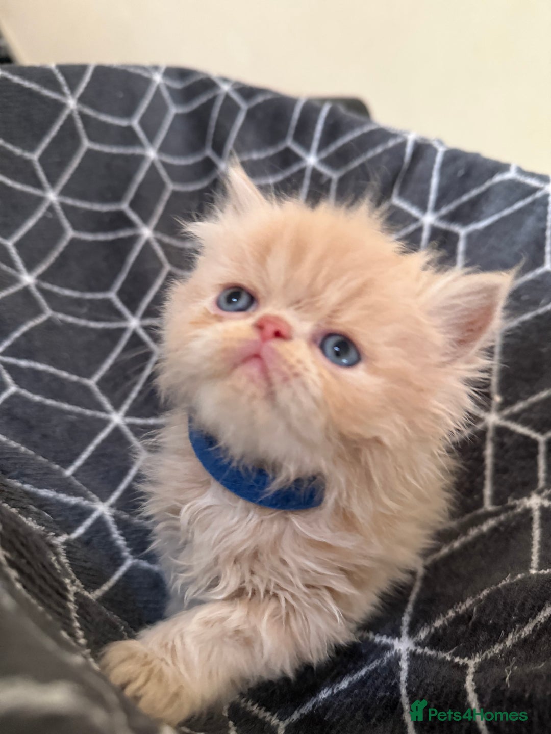 Persian cats for sale: GCCF show quality Persian kittens  - Image 8