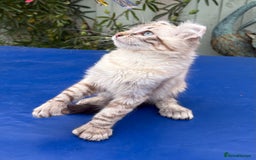 Savannah cats for sale: Breath taking rare girl - Image 15