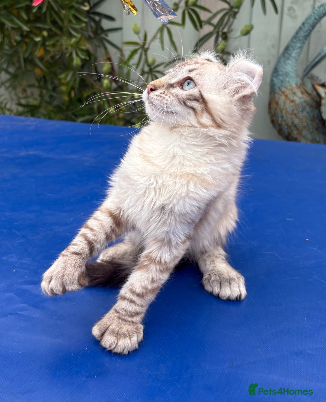 Savannah cats for sale: Breath taking rare girl - Image 15
