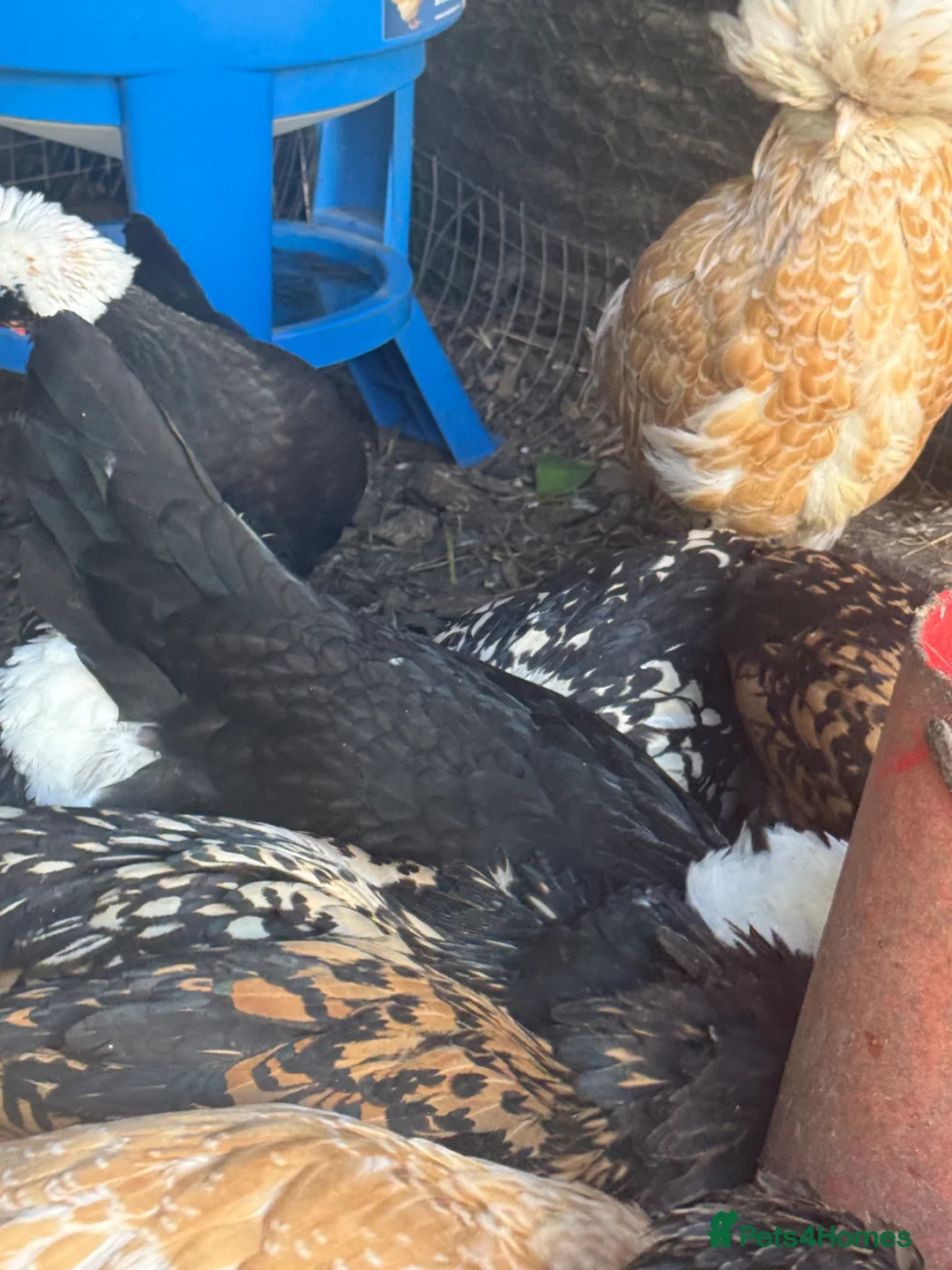 Chickens poultry for sale: Polish & padovana hens available  - Advert 2