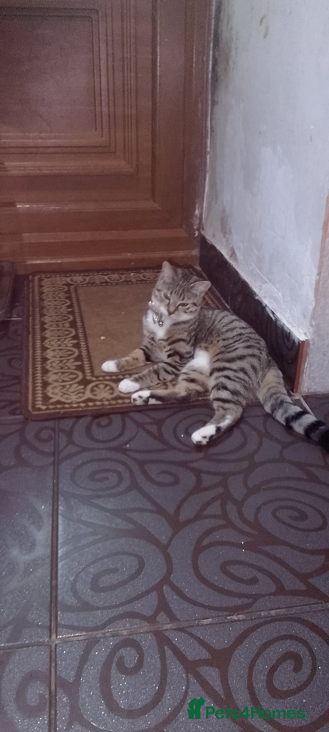 Bengal cats for sale: English tabby X Bengal  - Image 3
