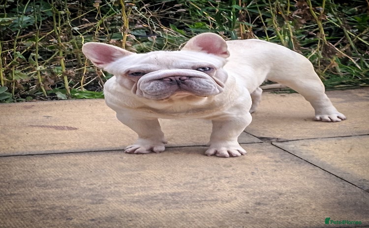 French Bulldog dogs in Chesterfield - Advert 3