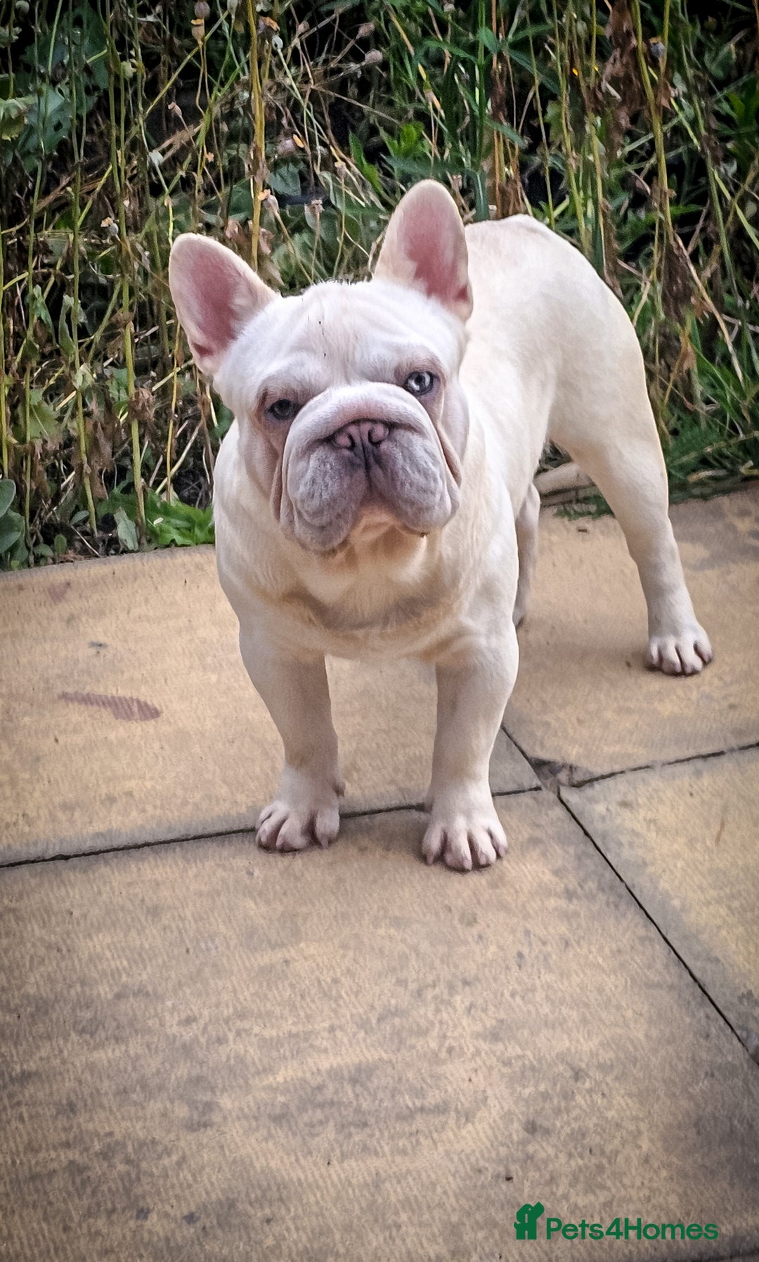 French Bulldog dogs for stud: Newshade Merle carrying fluffy  in Chesterfield - Image 1