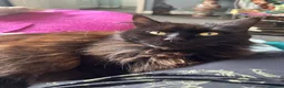 Maine Coon cats for sale: Male Maine Coon in Southport - Advert 4