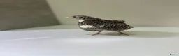 Quail poultry for sale: Quails 8+ weeks  in Stockport - Advert 3
