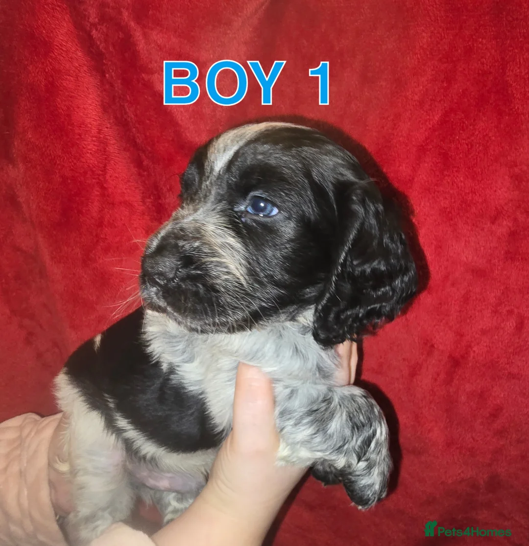 Cocker Spaniel dogs for sale: Cocker spaniel pups - Advert 6