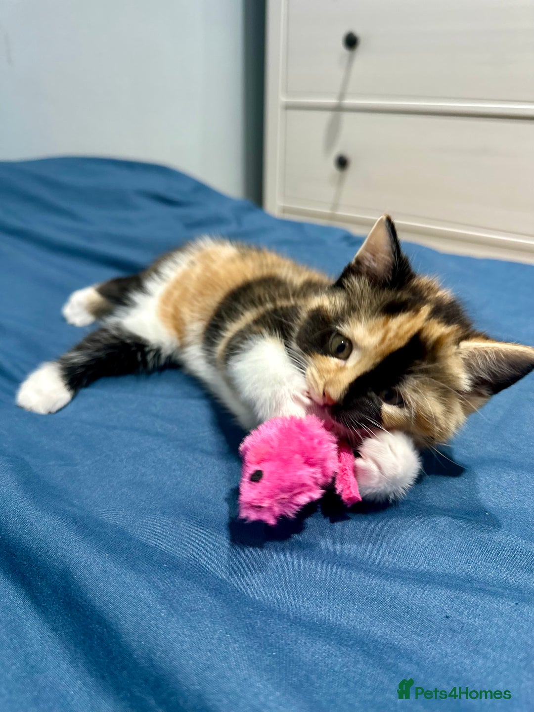 Mixed Breed cats for sale: 4 fluffy girls - Image 15
